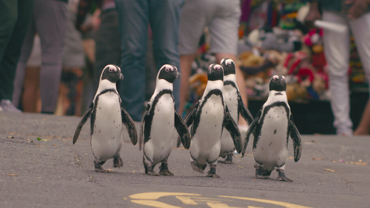Diez series y documentales de Netflix para descubrir el mundo animal y ...