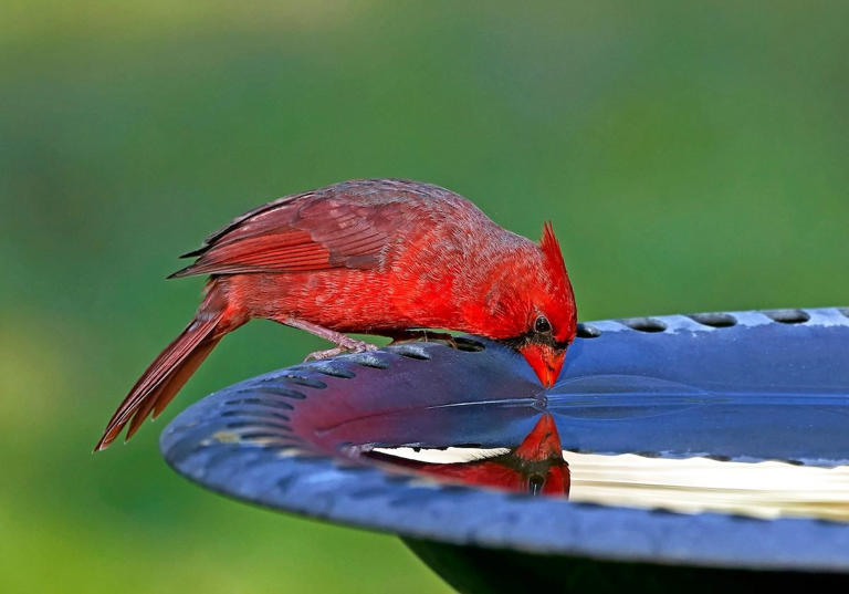 Don't fill your birdbath with garden hose water—here's why
