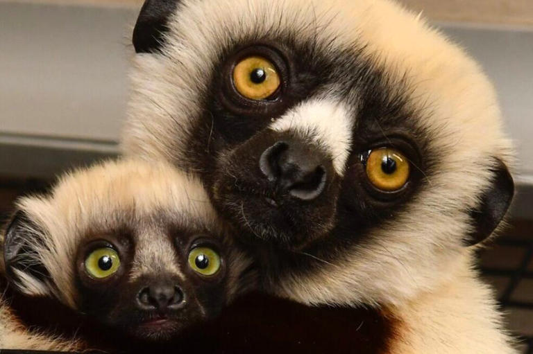 Francesca, nieta de Jovian, alias Zoboomafoo, con Junius, de tres meses.