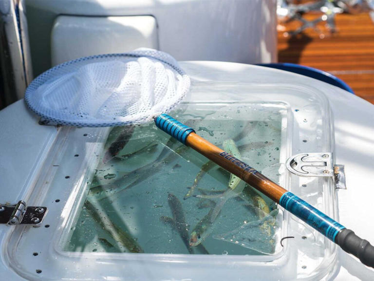 Better bridle techniques to boost your live-bait hookup ratio