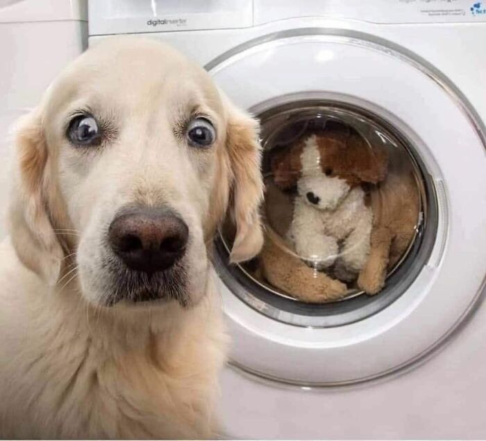 40 of the most ridiculous dog photos to help you de-stress