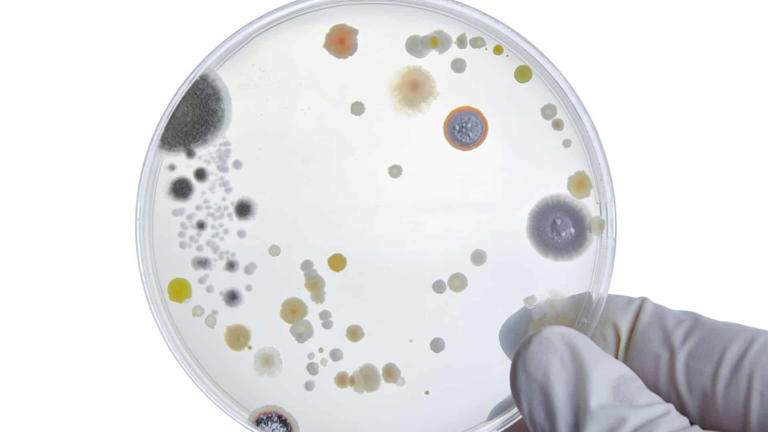 USDA recalls 13,720 pounds of ready-to-eat chicken over listeria ...