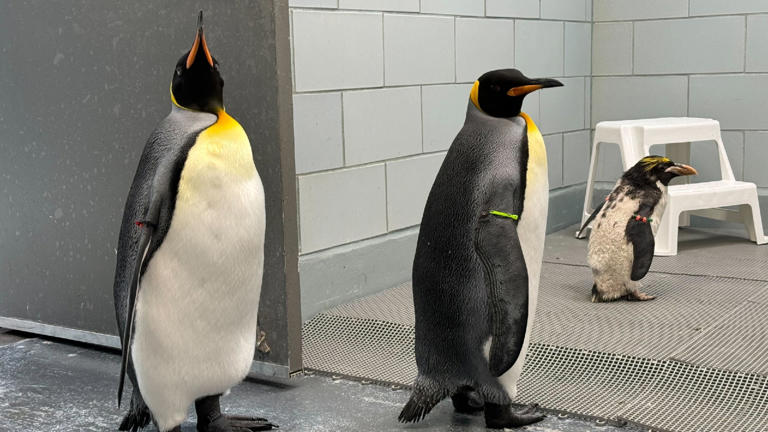 Detroit Zoo Belle Isle Nature Center Closing Friday And Saturday Due