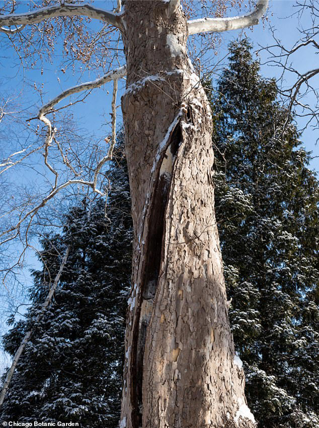 Americans in six US states warned of 'exploding trees' as subzero cold hits