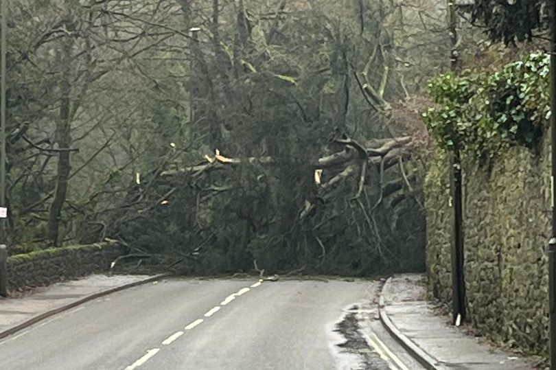 Major Derbyshire route closed after huge tree falls onto the road