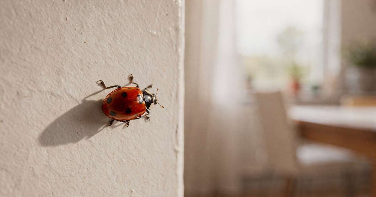 O que significa ver uma joaninha dentro de casa segundo crenças?