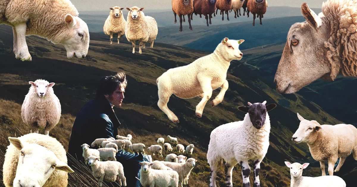 The best parts of period dramas are the sheep