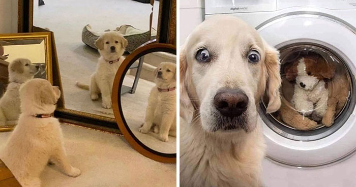 40 of the most ridiculous dog photos to help you de-stress