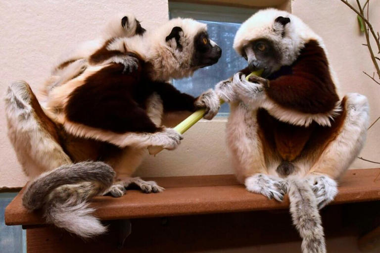 Francesca (izquierda), Remus (derecha) y Junius (a la espalda de su mamá) comparten un trozo de apio.