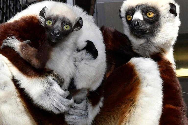 Junius se aferra a su papá Remus, quien le acicala la espalda, mientras su mamá Francesca supervisa.