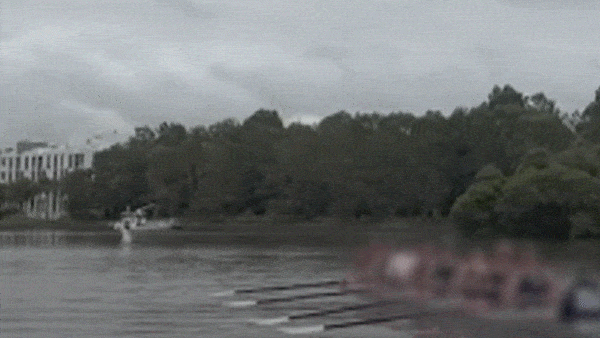 A shark was also recorded leaping out of the water near a group of rowers on the Paramatta River in Sydney this week.