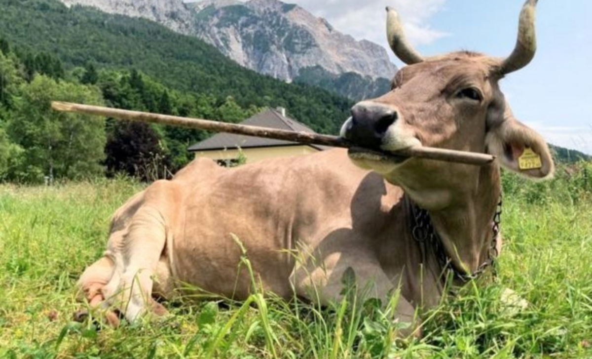 Cows caught using tools: A surprising twist in animal intelligence
