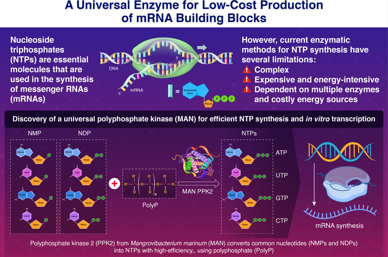 Single enzyme streamlines production of all four RNA building blocks