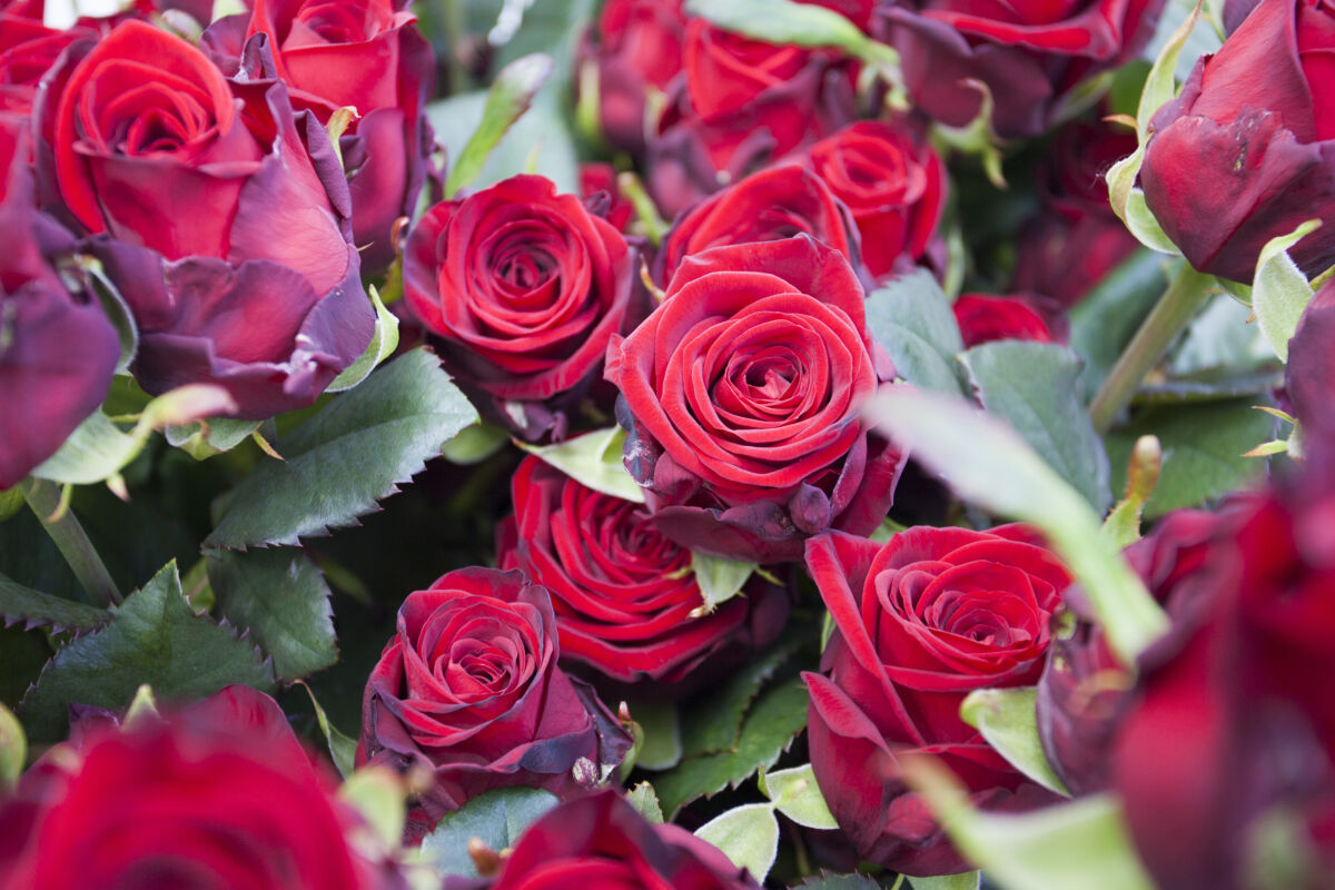 Pas op: eet geen buitenlandse rozen!