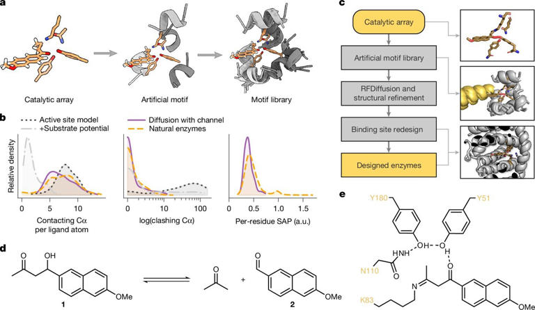 AI method advances customized enzyme design