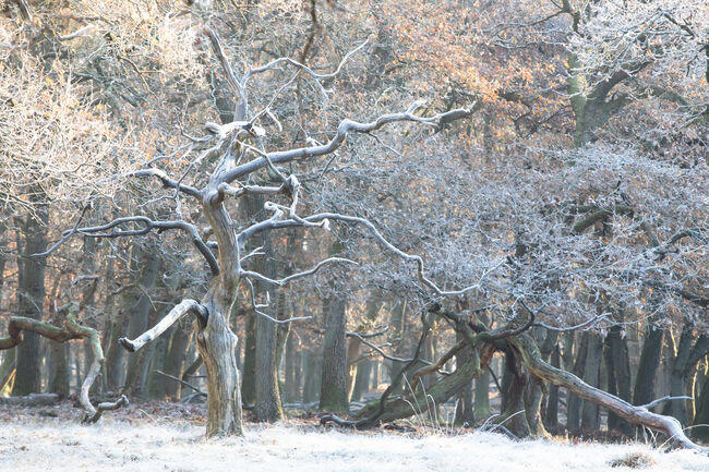 Meteorologist warns that extreme Arctic cold could cause trees to explode