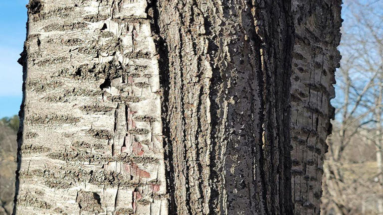 What are ‘exploding trees’? The winter phenomenon may not be what you think