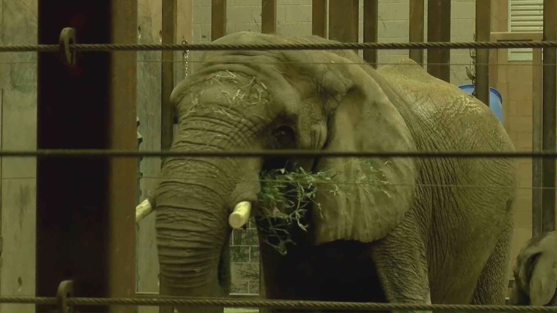 Extreme cold prompts Toledo Zoo to close, focus on animal care