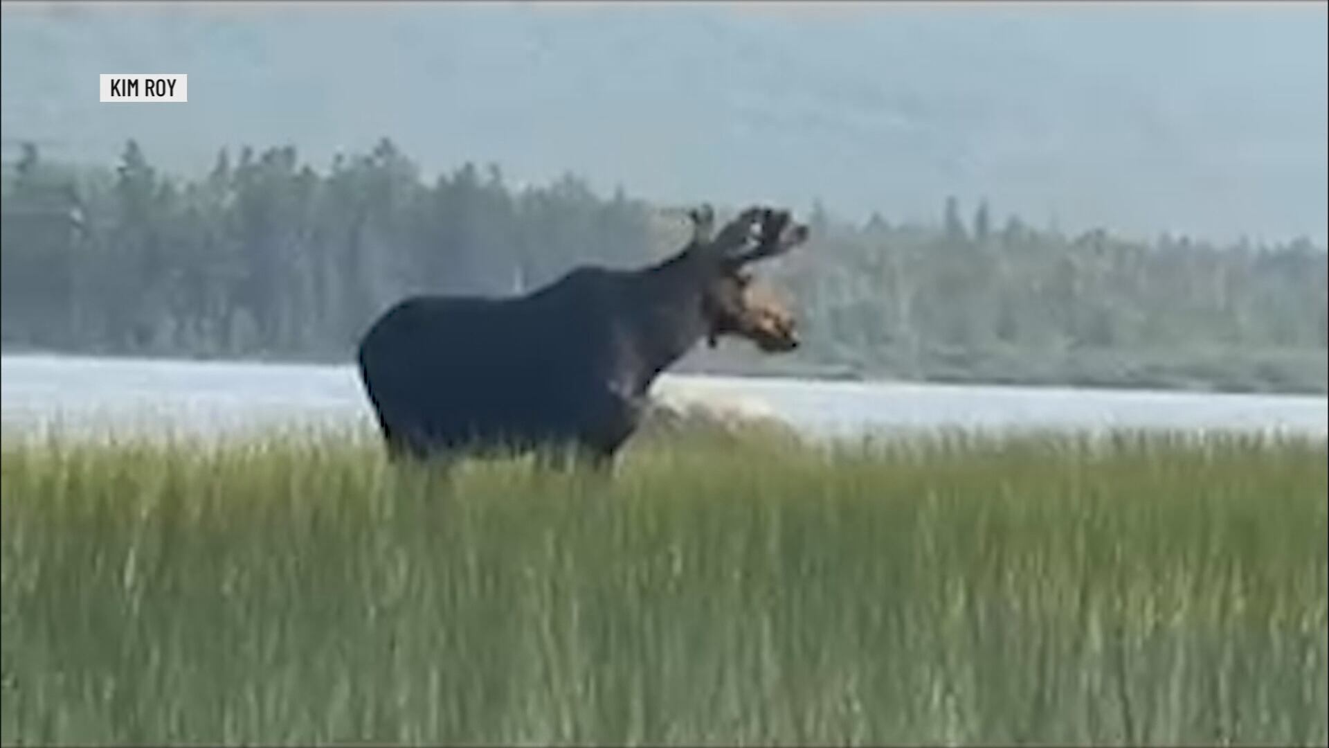 Possible changes coming to moose-hunting season in Maine