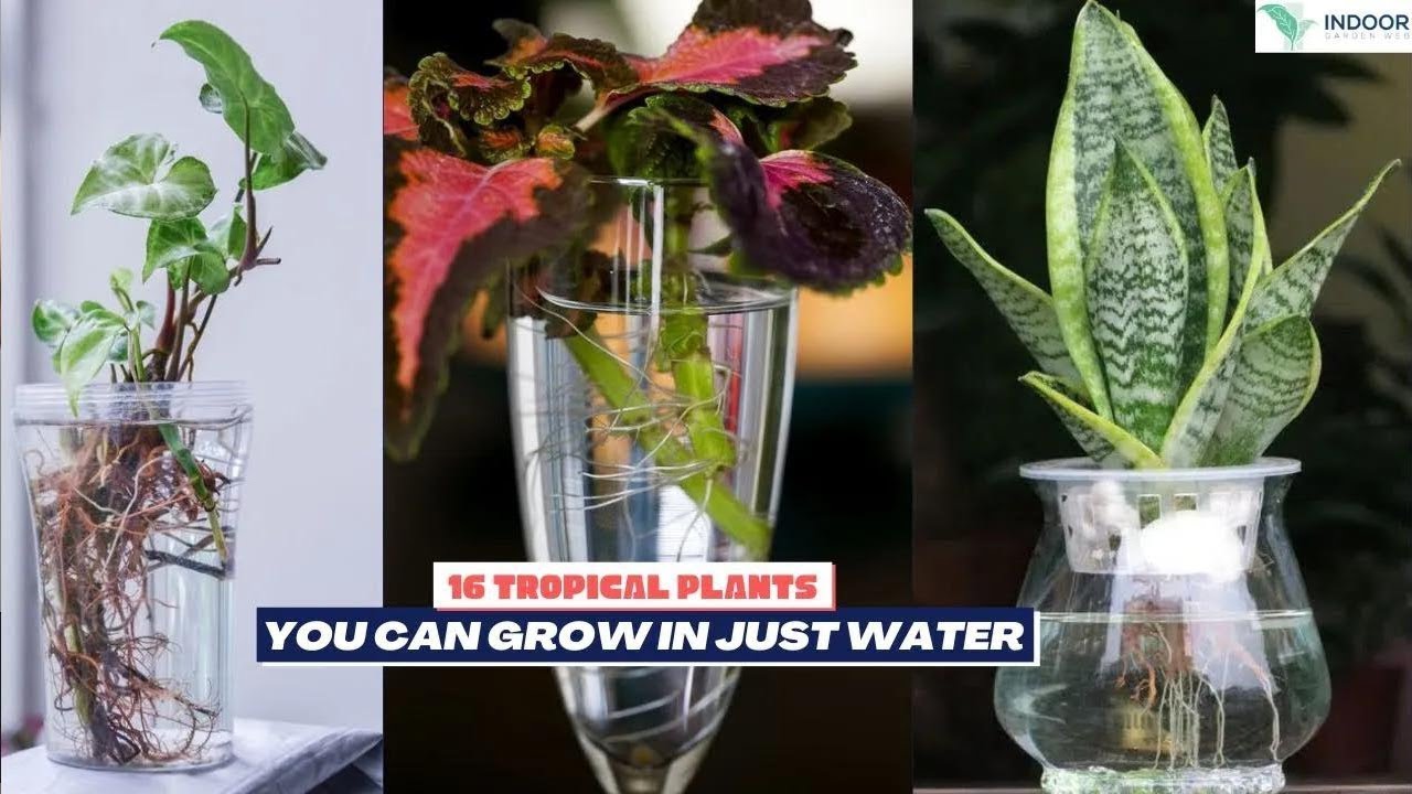 tropical-houseplants-that-thrive-in-simple-indoor-water-gardens