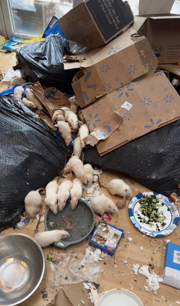 Hundreds of pet rats discovered in condemned Long Island home as ...