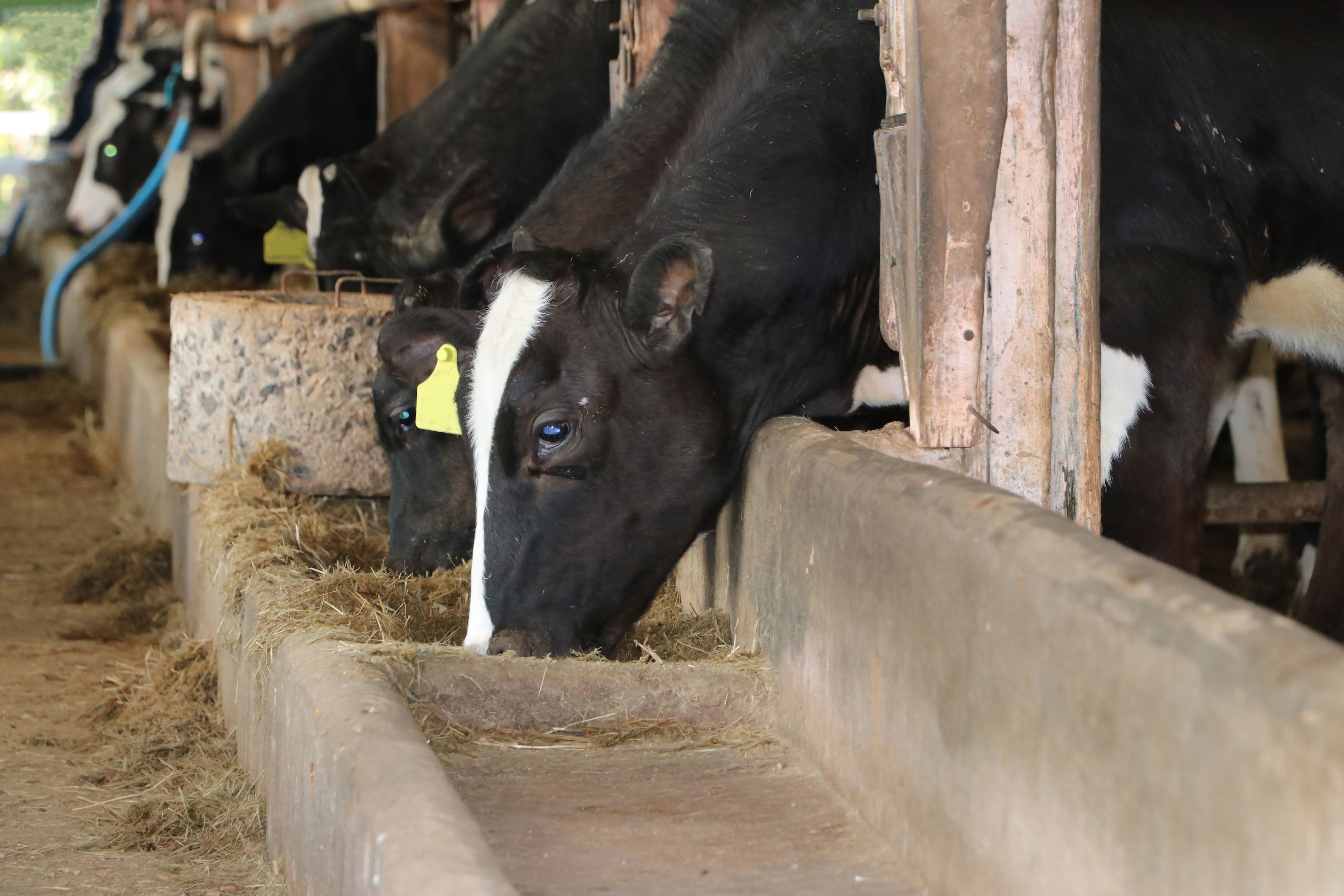 IN bill fast-tracks confined feeding operations