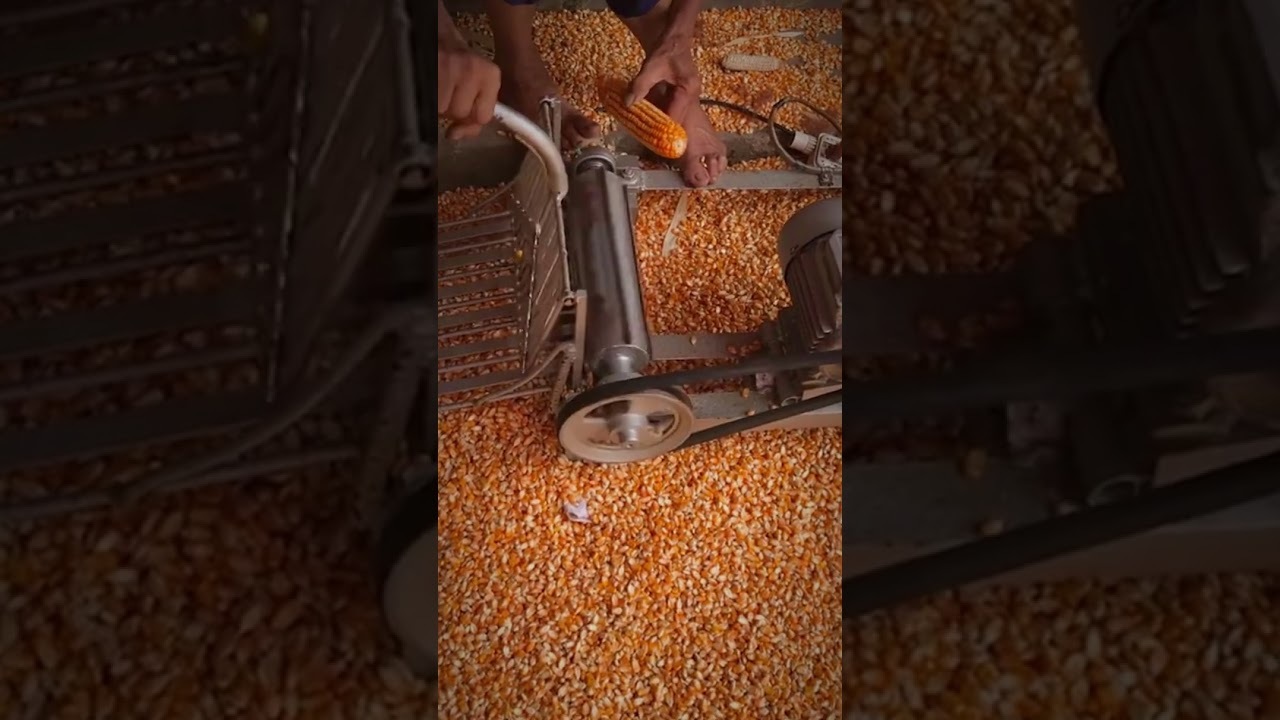 How corn is shelled in a warehouse (you’ve never seen this)