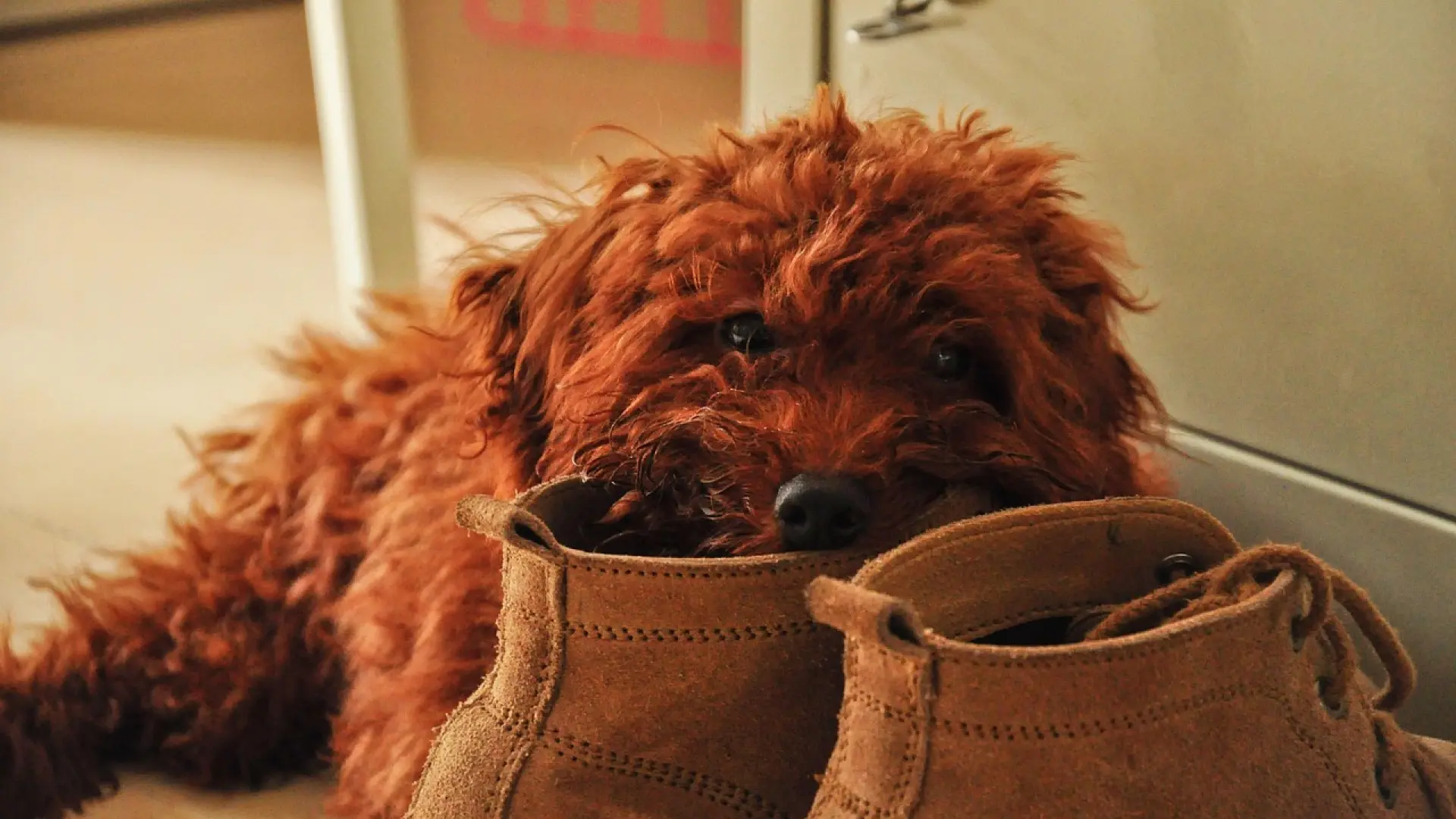 Ni manía ni desobediencia: la razón por la que tu perro roba zapatillas ...