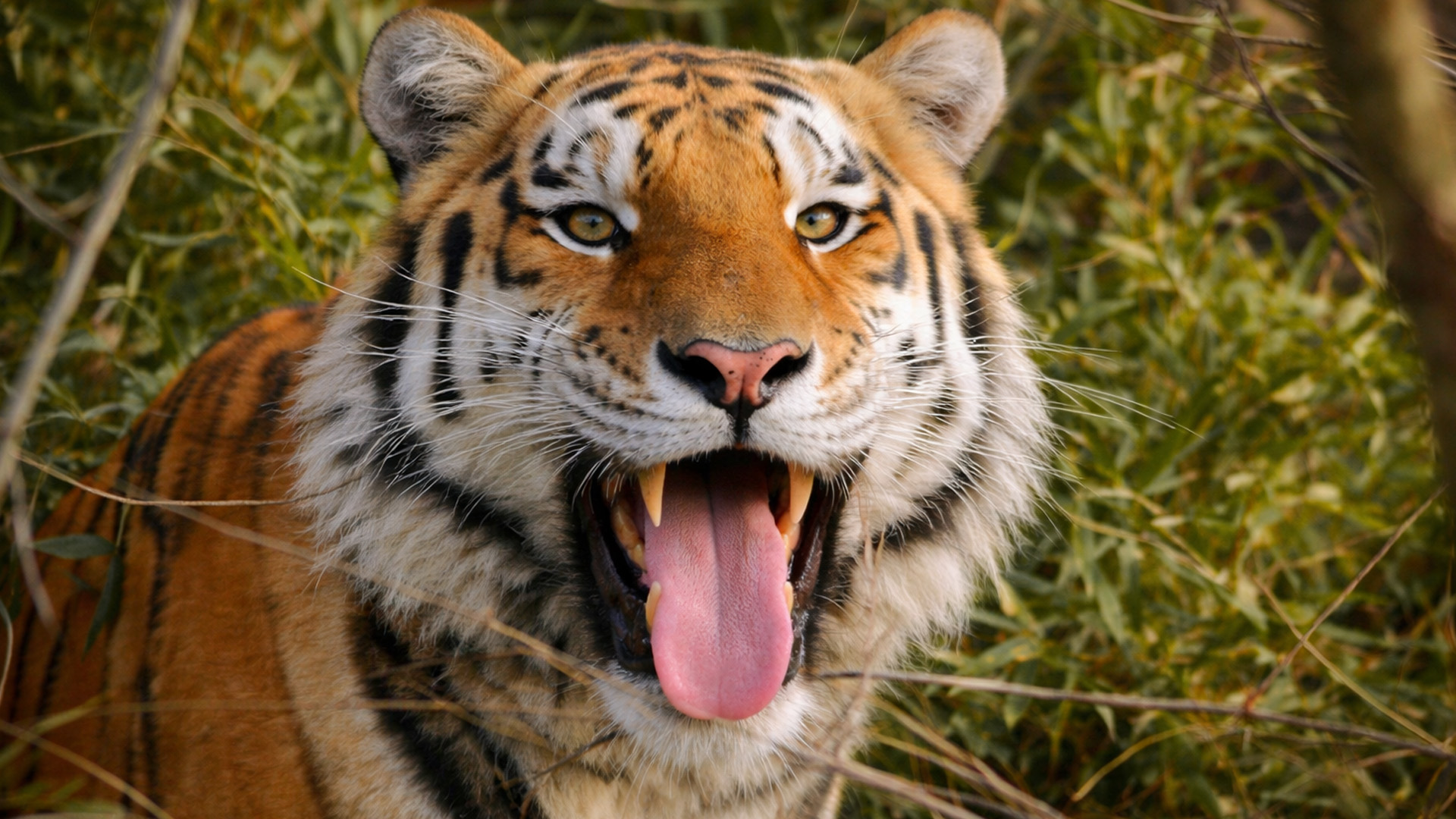 This tiger wasn't happy to see me