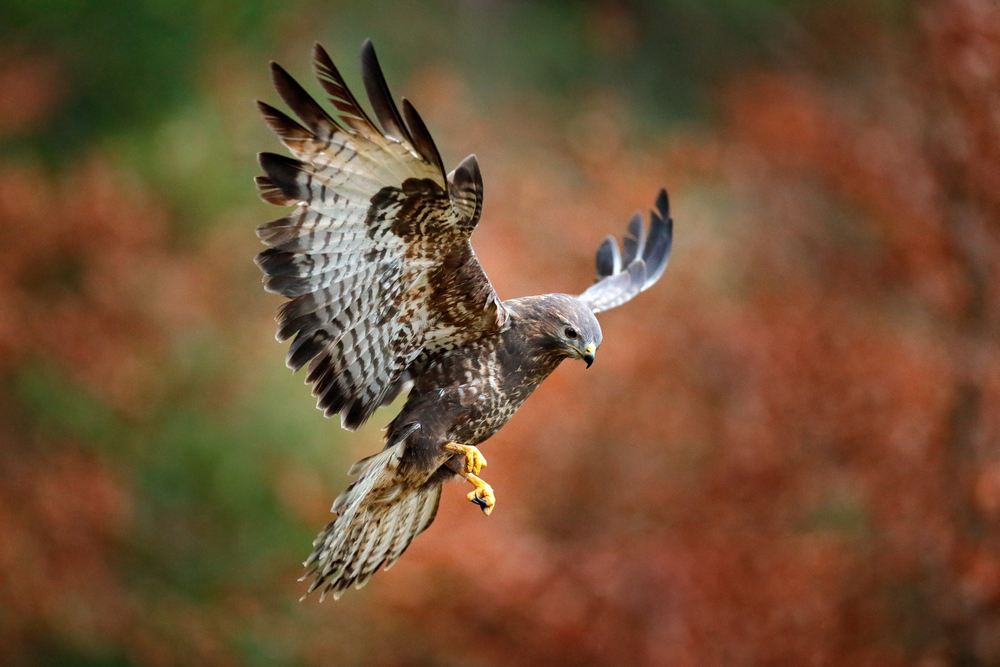 Eagles become new weapon in military fight against drones