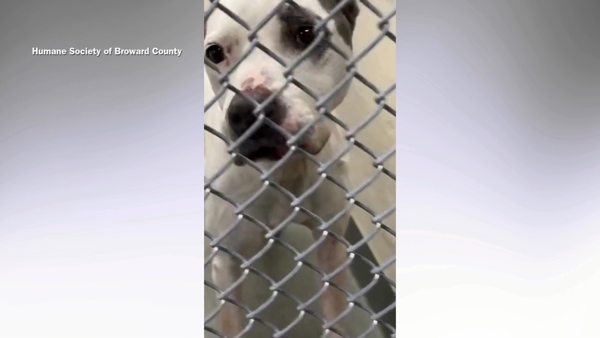 Dog reunited with owners thanks to microchip