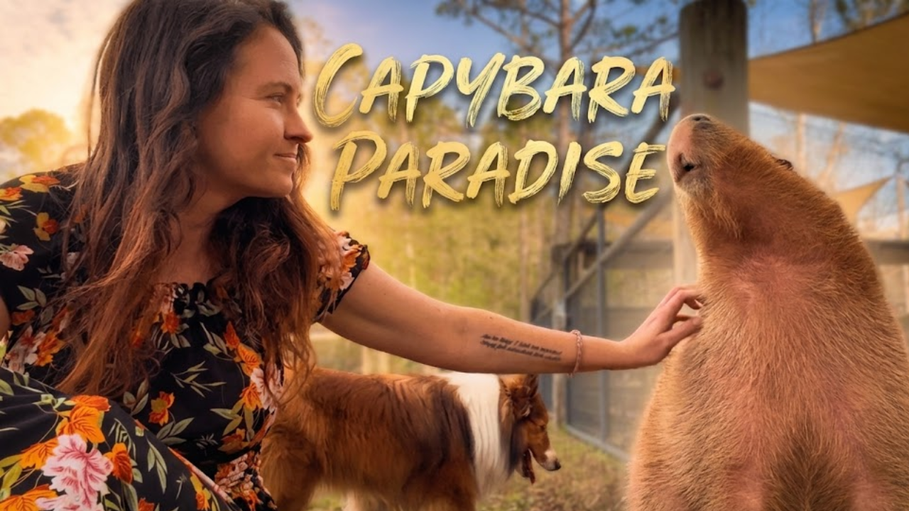 What no one tells you about living with temperamental capybaras
