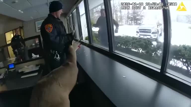 Police restrain deer after it breaks into New York bank<br>