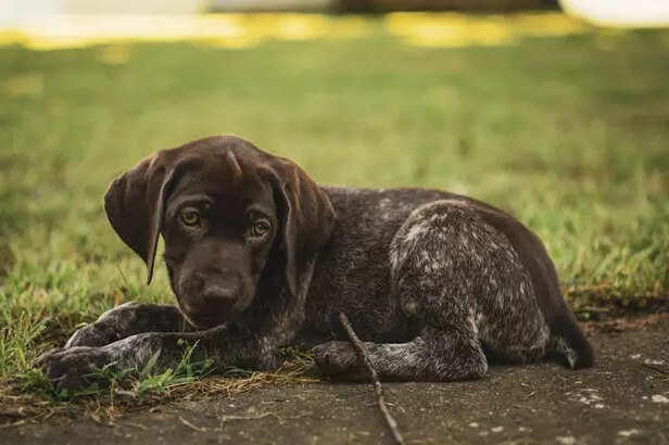 Dog UTI Symptoms Pet Parents Miss Until It is Serious