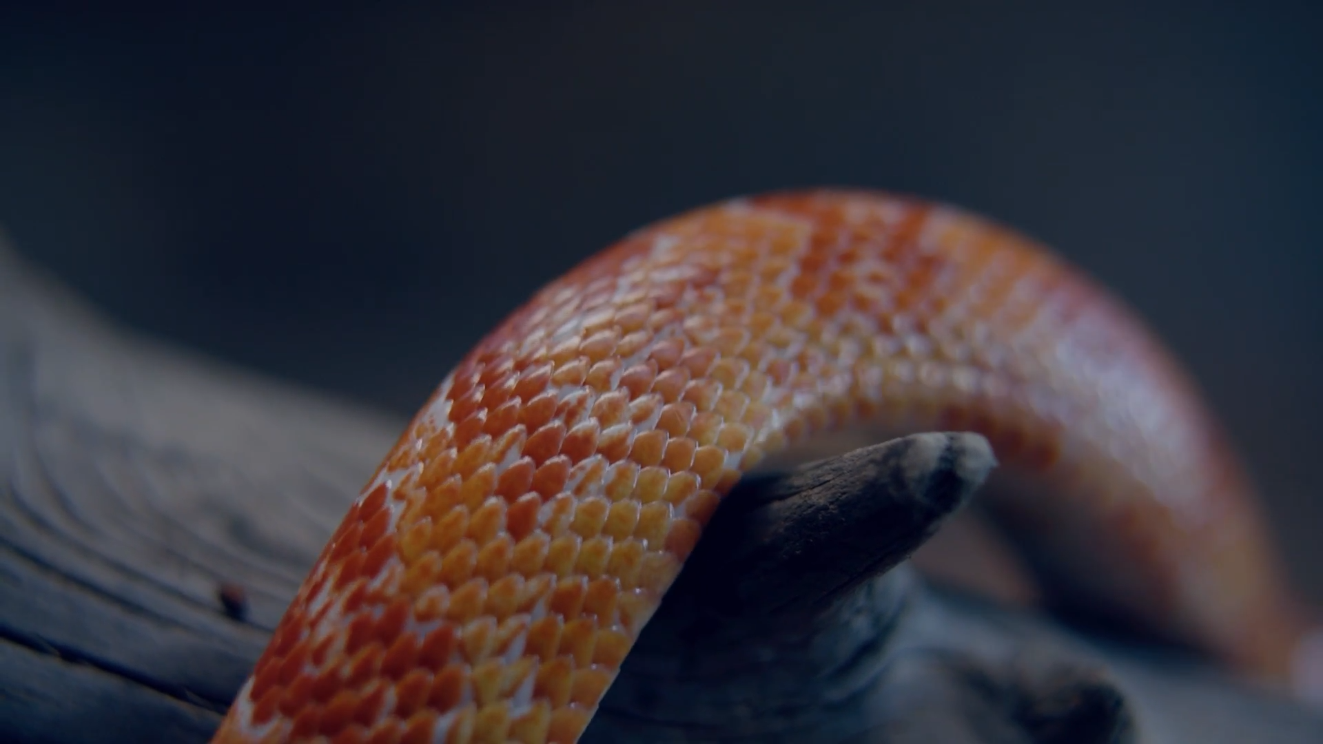 Cómo una serpiente decapitada aún logró morder y casi matar