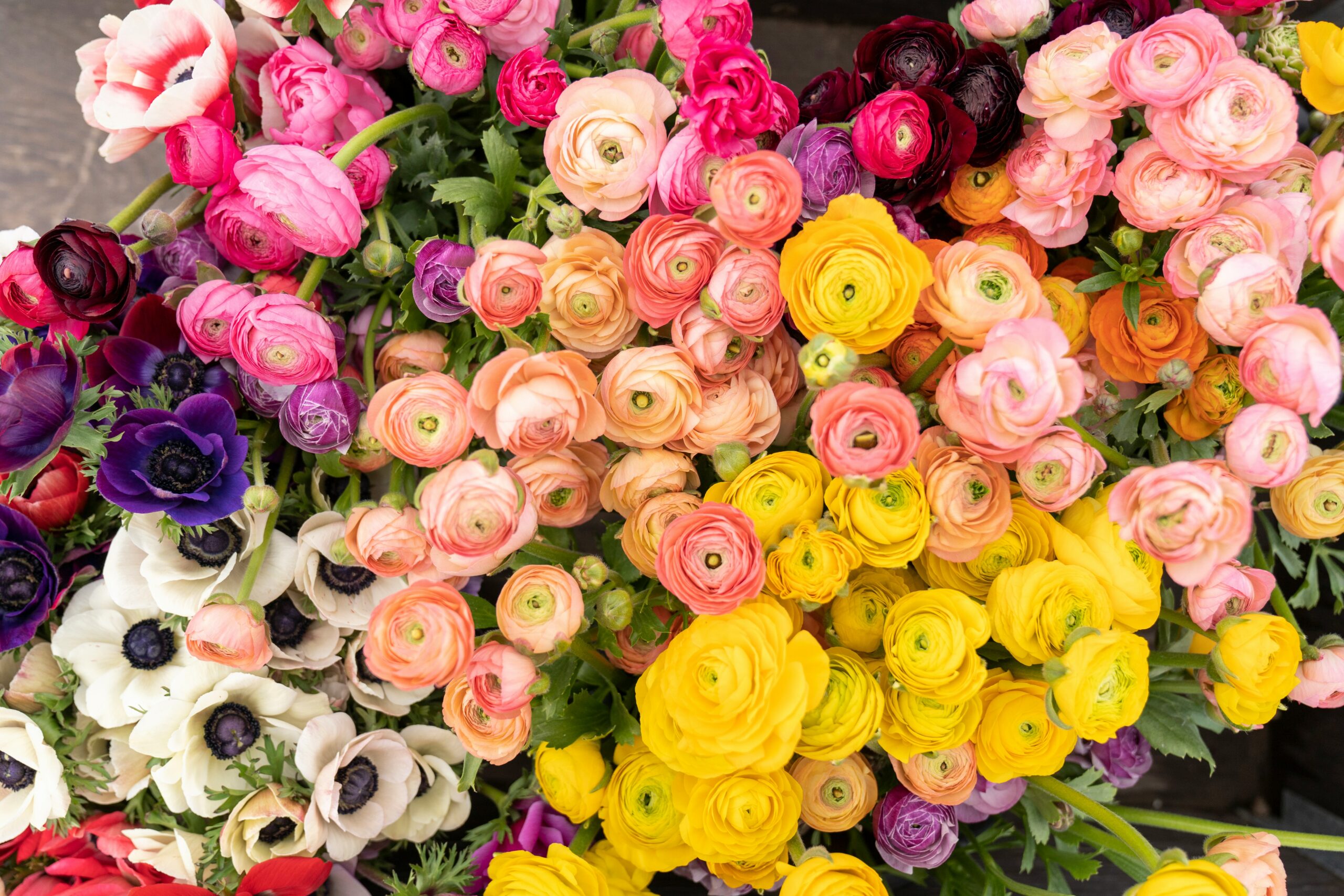 Meanings of flower colors