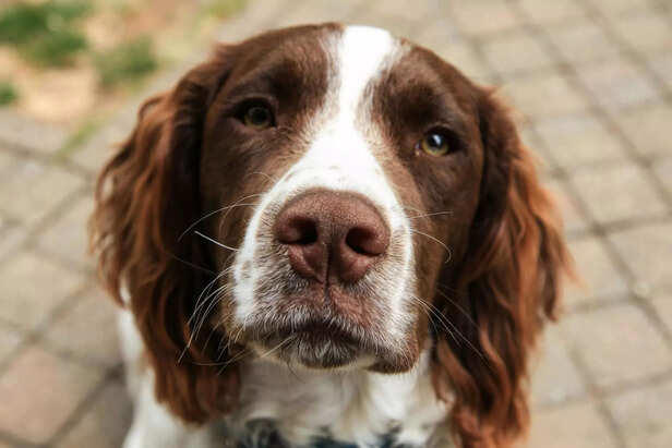 5 fun dog breeds that love to play with humans