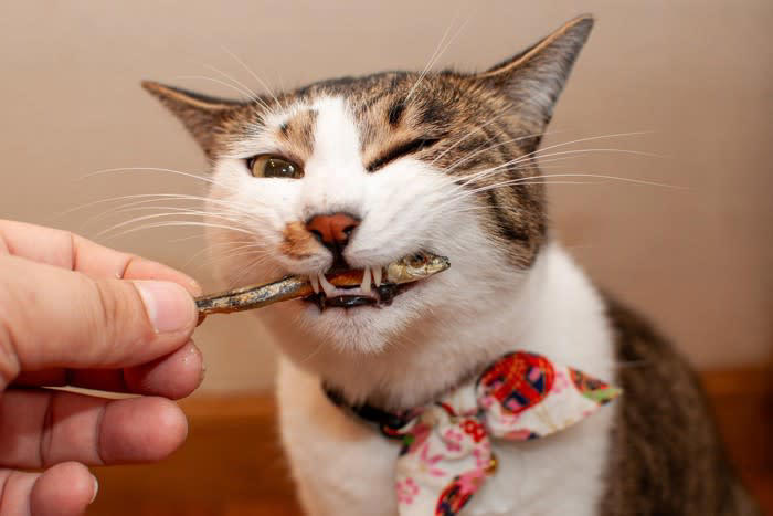 猫にとって『危険すぎる食べ物』5選 命を落とす可能性も…誤飲時に取るべき行動まで