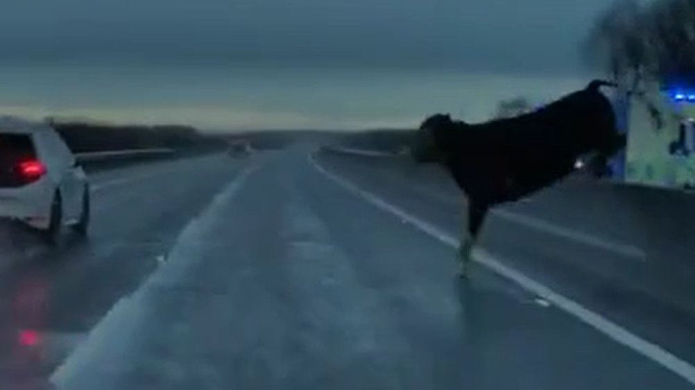 Shocking moment: Cow jumps in front of car onto the road