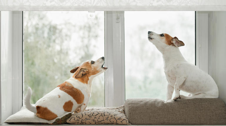 Bulldog sees windshield wipers for the first time and turns into a ...