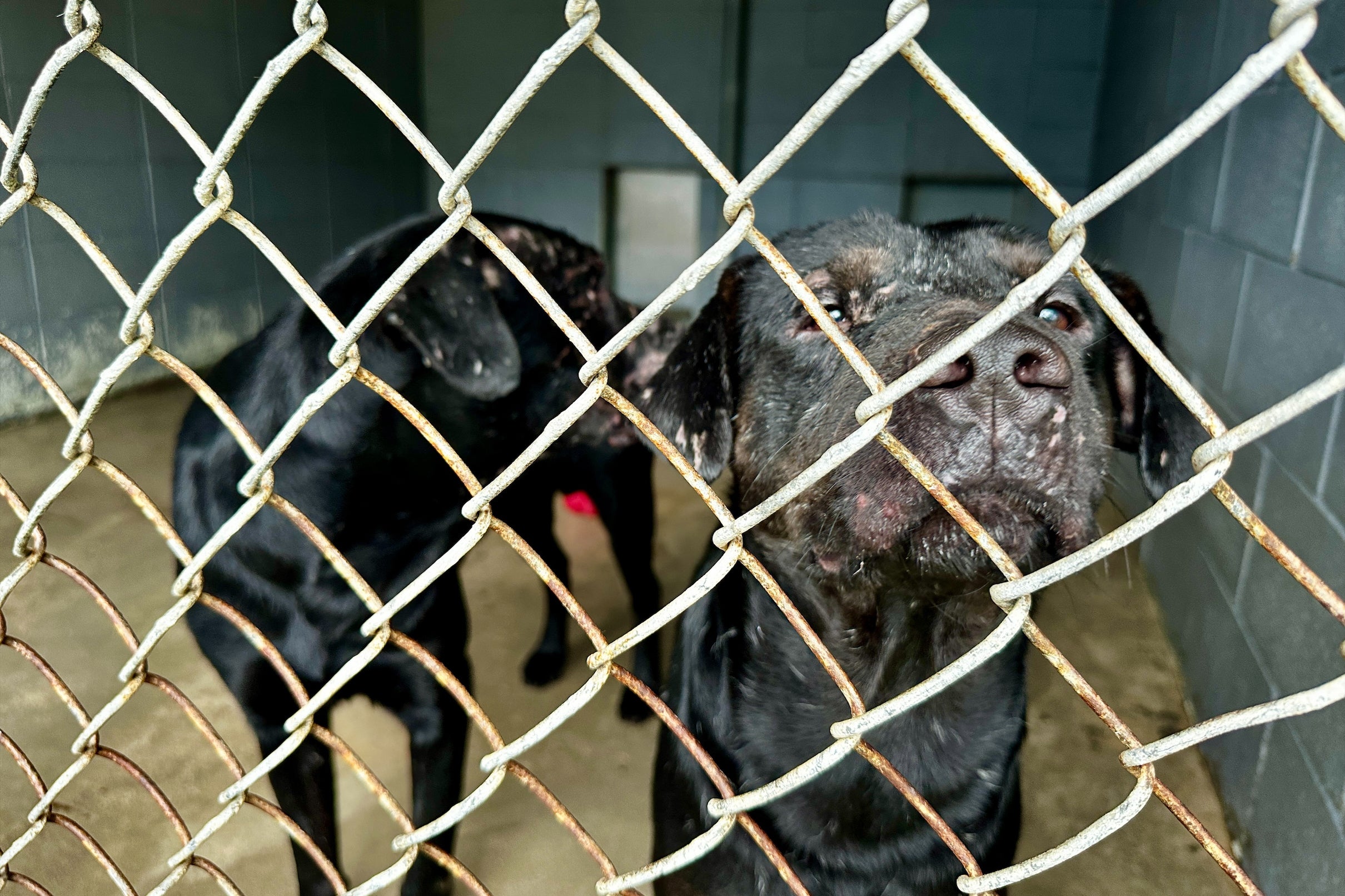 Animal rescue rushes to save over 200 dogs before winter storm hits