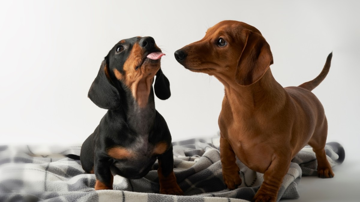 Dachshund's pure excitement over new mini doxie puppy sibling is making ...