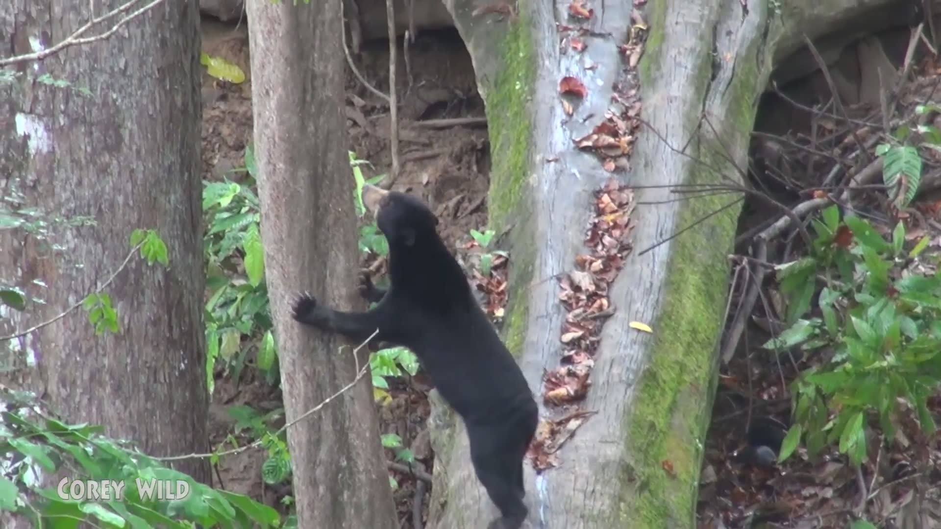 Sun bear conservation rehabilitation center
