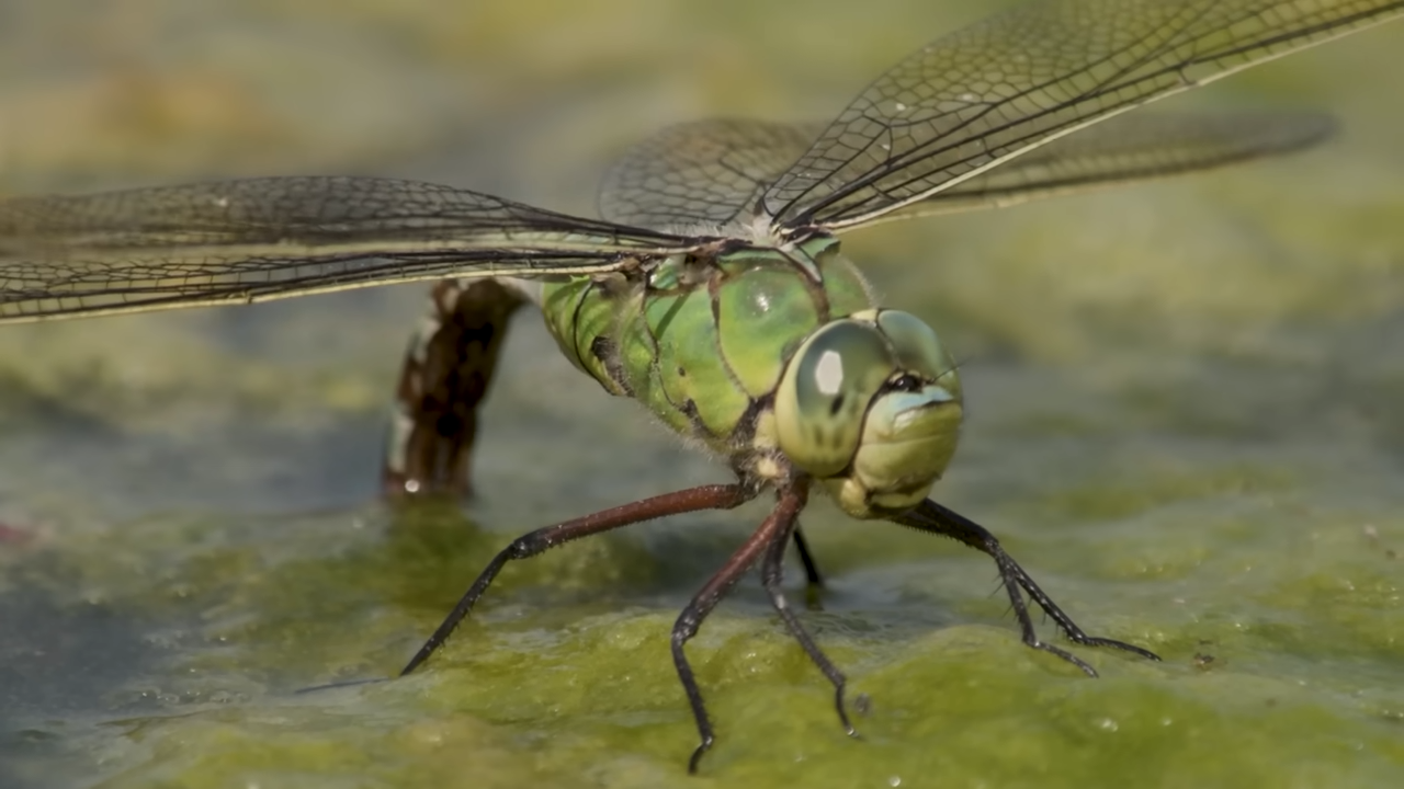 This bug has a hydraulic jet engine and a nightmare face
