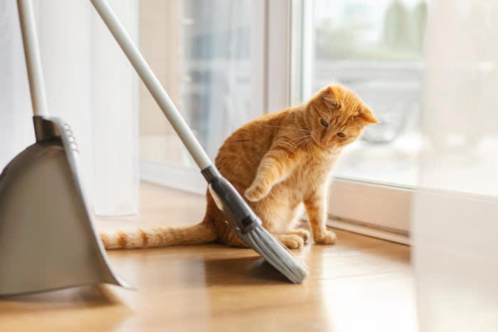 猫にとって『危険すぎる食べ物』5選 命を落とす可能性も…誤飲時に取るべき行動まで