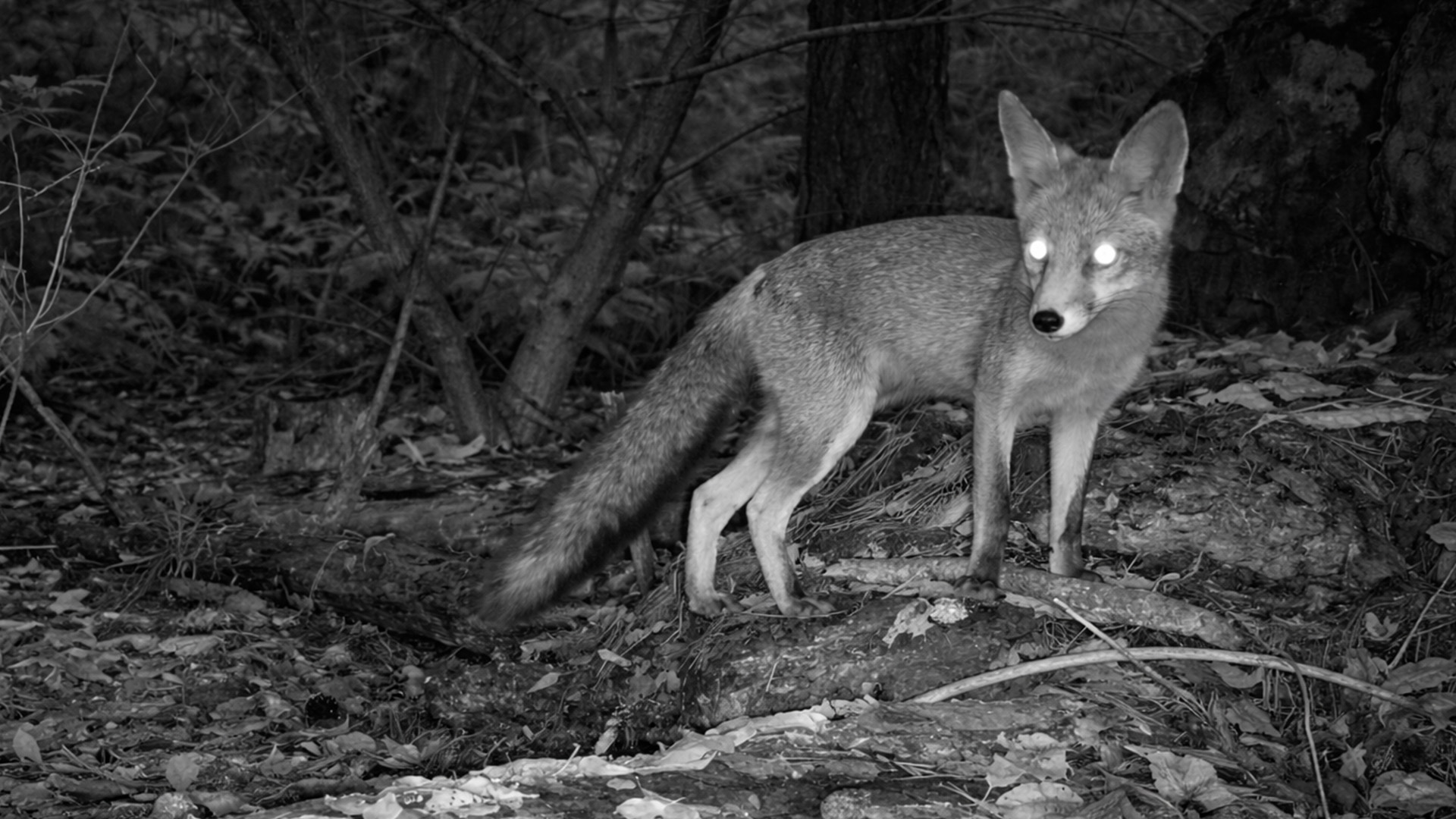 Wildlife captured on trail camera during the night