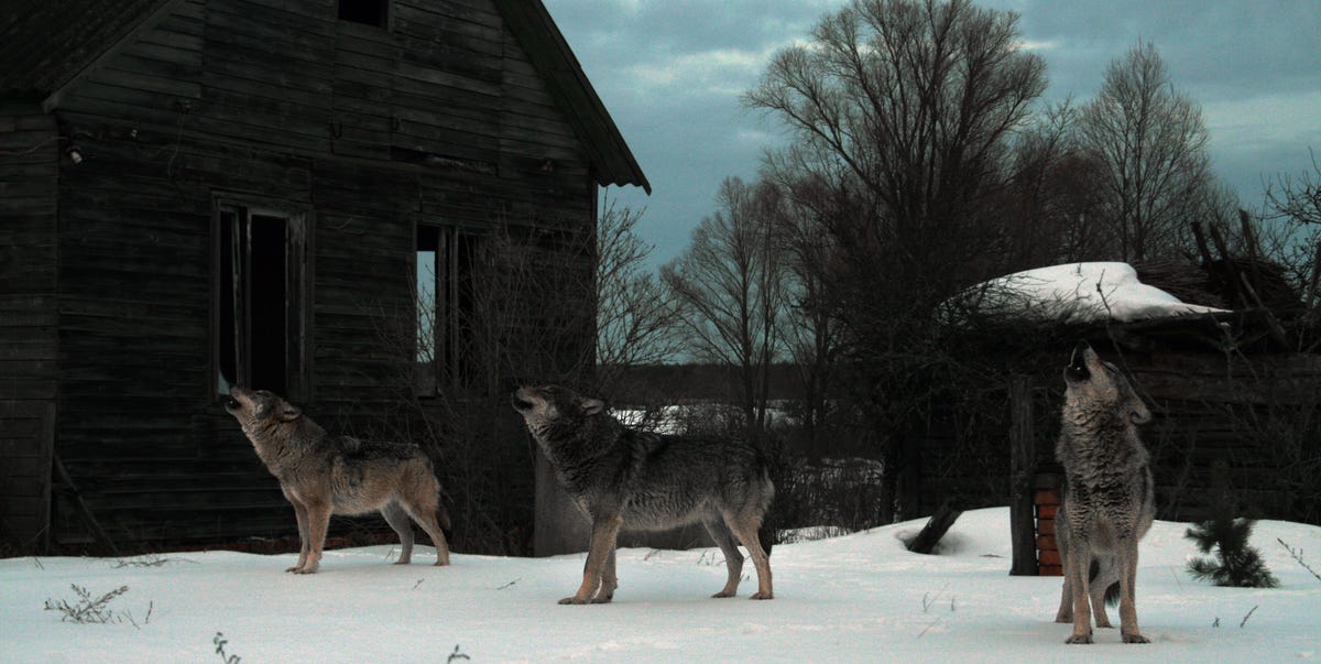 The mutant wolves of Chernobyl have evolved to survive cancer