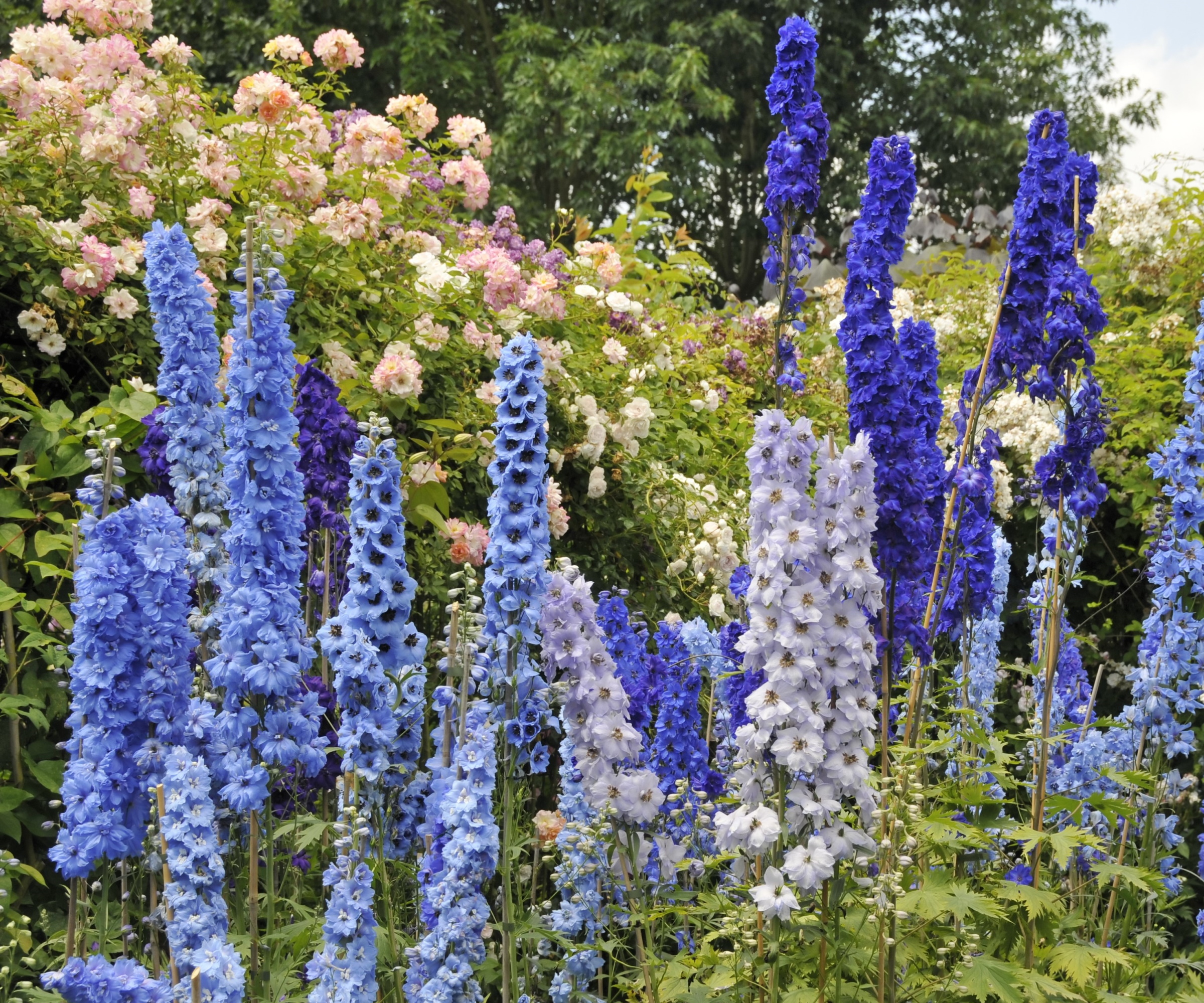 Delphinium blooms in a mixture of blue shades
