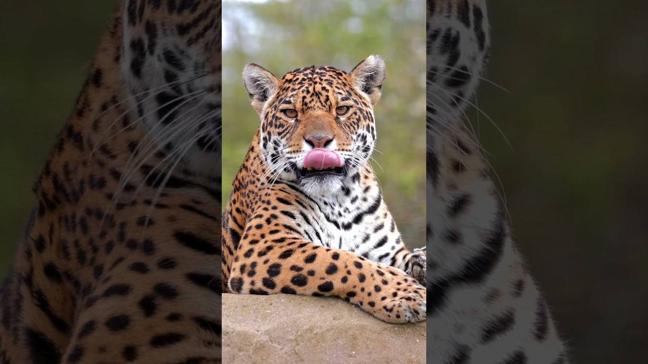 Image showcasing Jaguar spots potential prey and gets ready to pounce swiftly