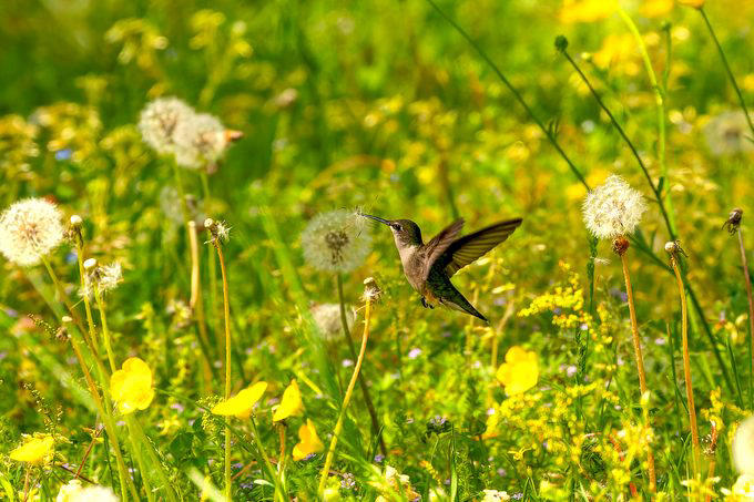 Do hummingbirds feed on dandelions for nectar?